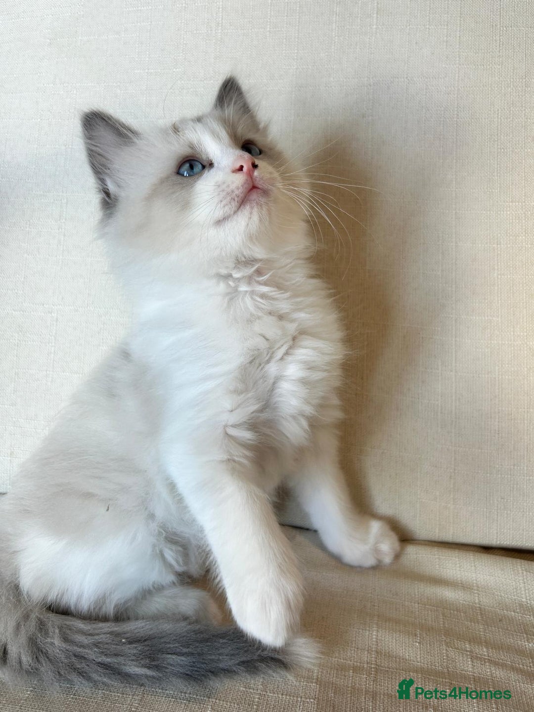Ragdoll cats for sale: Pure longhair Ragdoll Kittens - Raised with Soul - Image 3