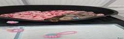 Miniature Dachshund dogs for sale: Miniature Dachshund Puppies for Sale 🐾 in Nottingham - Advert 6