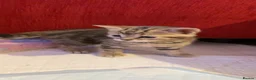 Mixed Breed cats for sale: Beautiful Tabby Kittens Looking for Loving Homes  in Dartford - Advert 5