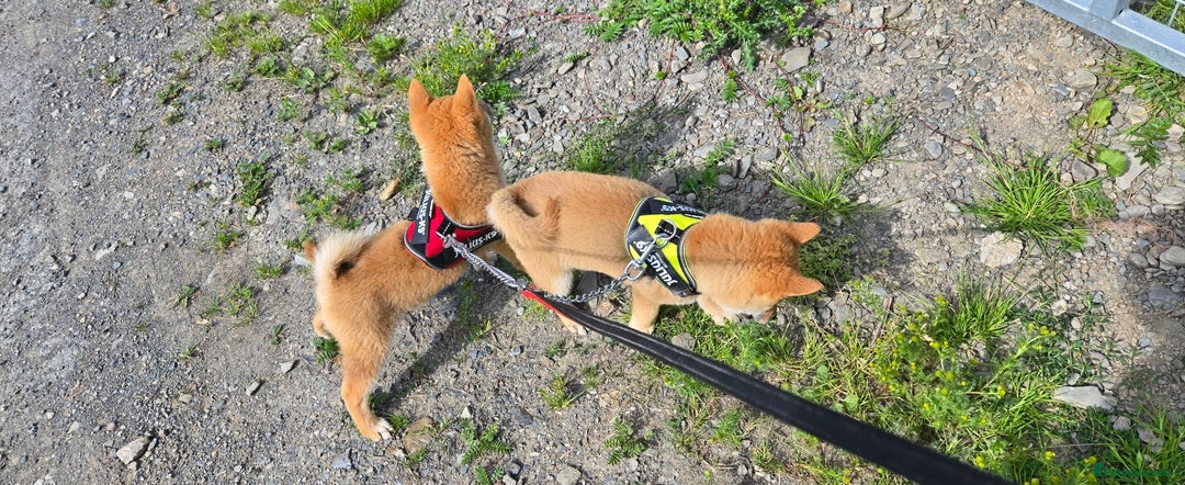 Japanese Shiba Inu dogs for sale: Stunning Shibas  in Llanybydder - Image 24