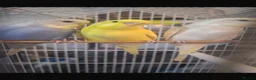 Mixed Breed birds for sale: Budgies for sale  - Advert 4