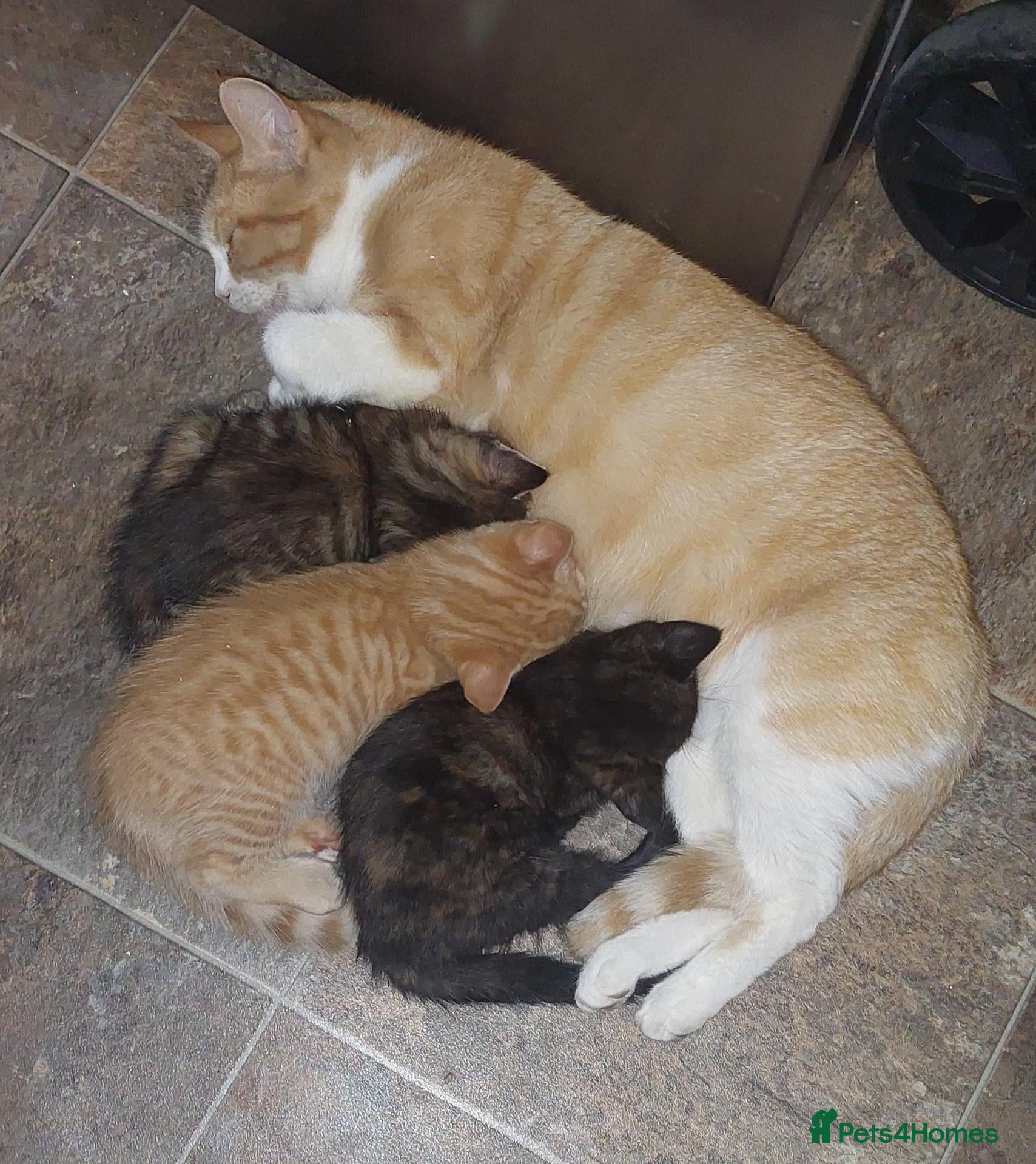 Mixed Breed cats 3 kittens - Advert 1