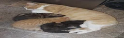 Mixed Breed cats for sale: 3 kittens - Advert 1