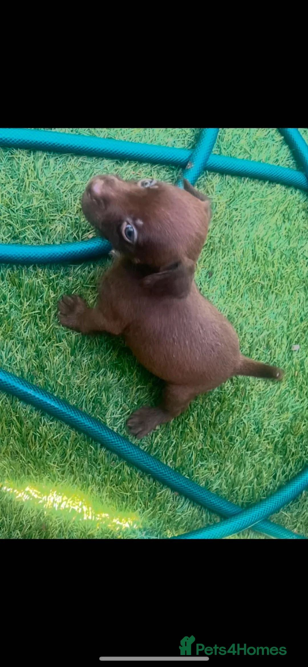 Patterdale Terrier dogs for sale: Paterdale terrier puppy’s  - Advert 2
