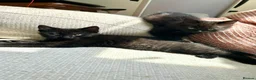 Domestic Shorthair cats for adoption: Double Trouble for Black Cat Lovers - Advert 8