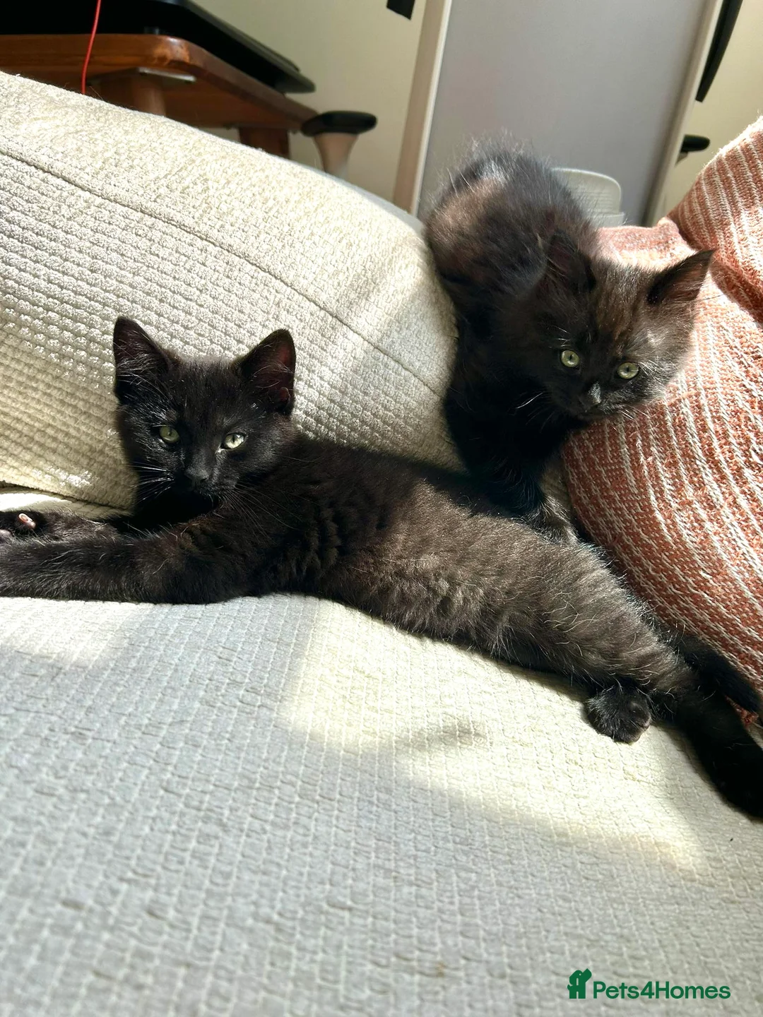 Domestic Shorthair cats for adoption: Double Trouble for Black Cat Lovers - Advert 8