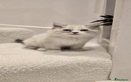 Neva Masquerade cats for sale: Siberian Neva Masquarade Kitten - Image 8