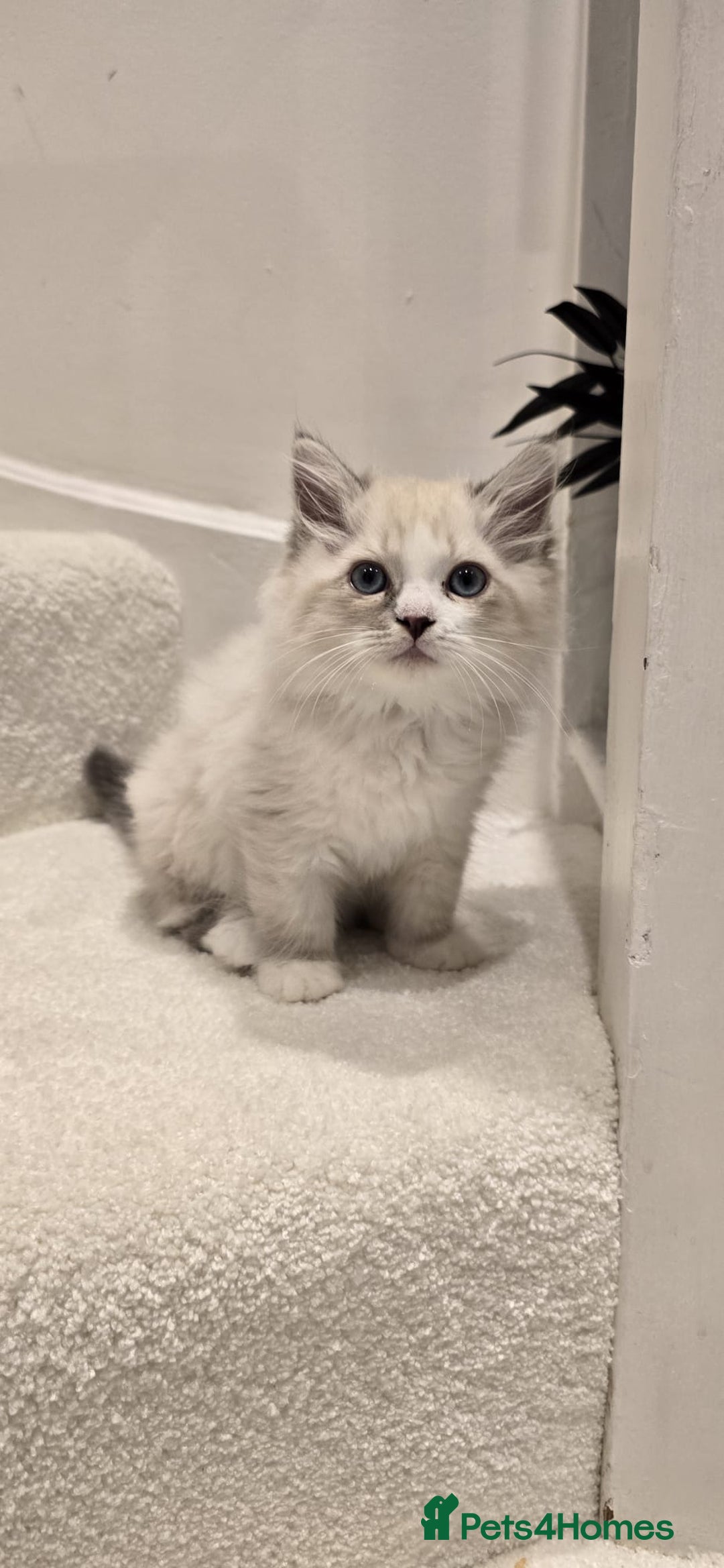 Neva Masquerade cats for sale: Siberian Neva Masquarade Kitten - Image 8
