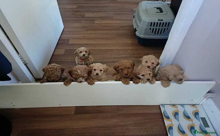 Mixed Breed dogs - Advert 8