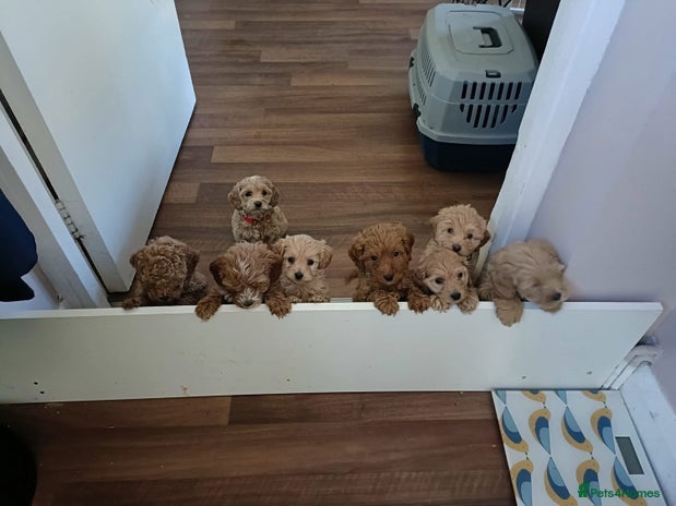 Mixed Breed dogs - Advert 1