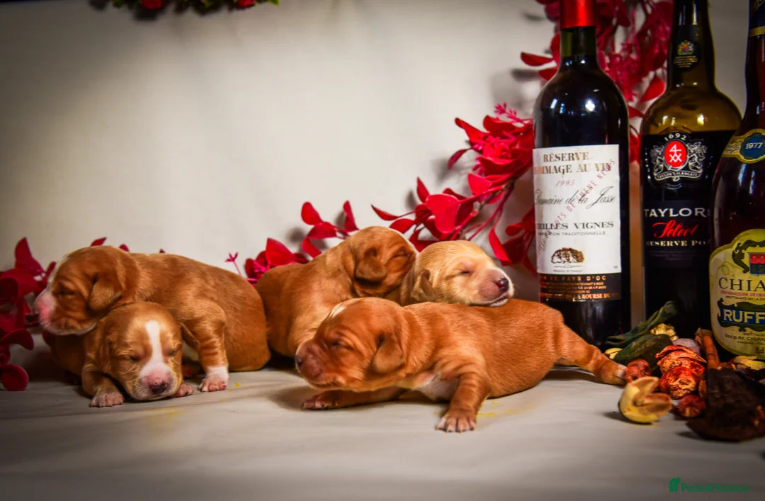 Cockerdor dogs for sale: Beautiful Deep Red Cockerdors DnA Clear - Advert 10