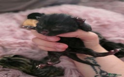 Mixed Breed cats for sale: 1 ginger male and 1 black male - Image 7