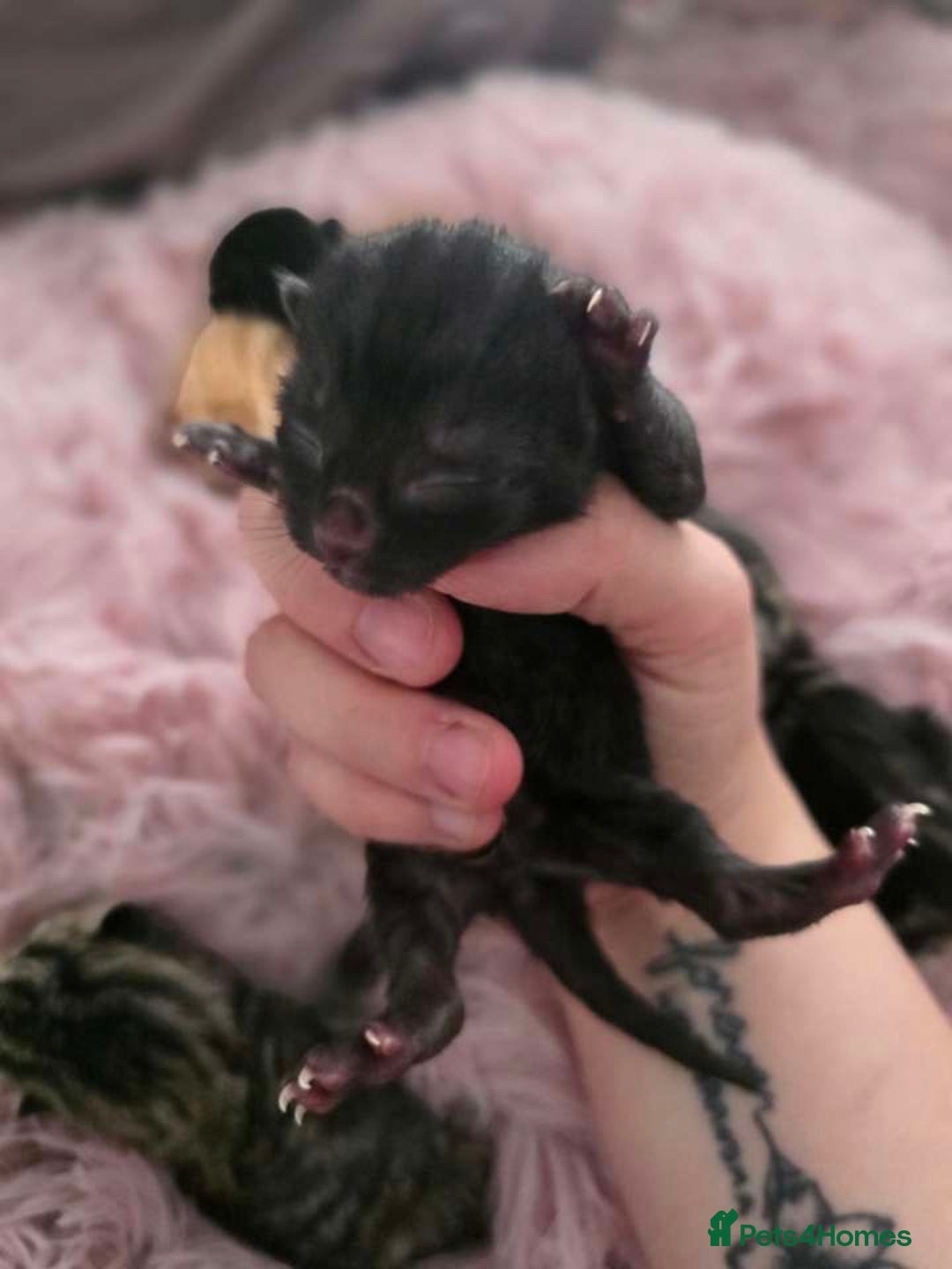 Mixed Breed cats for sale: 1 ginger male and 1 black male - Image 7