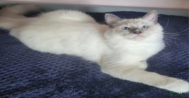 Ragdoll cats - Advert 2