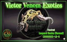 Leopard Gecko reptiles for sale: I Have 4 gorgeous Leopard Geckos available  - Advert 3