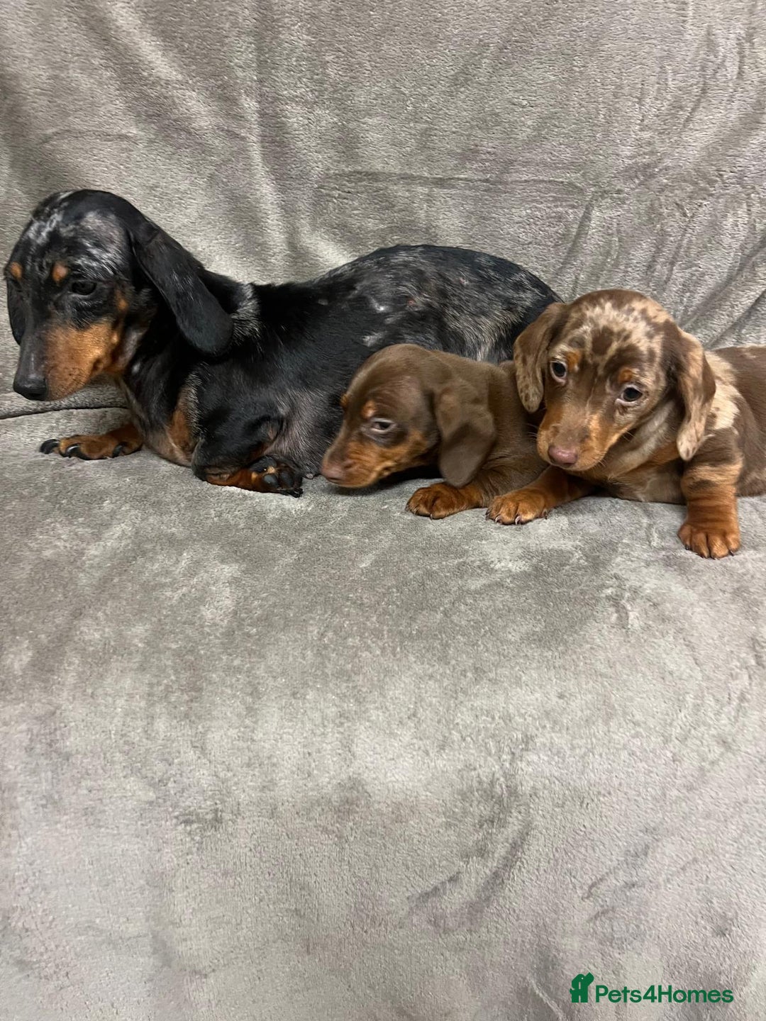 Miniature Dachshund dogs for sale: Miniature dachshund  - Advert 1