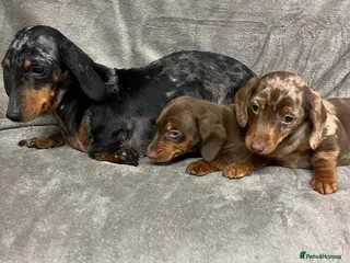 Miniature Dachshund dogs Miniature dachshund - Advert 10