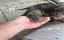 Dachshund dogs for sale: KC standard wire haired dachshund puppies (teckel) in Tiverton - Image 12