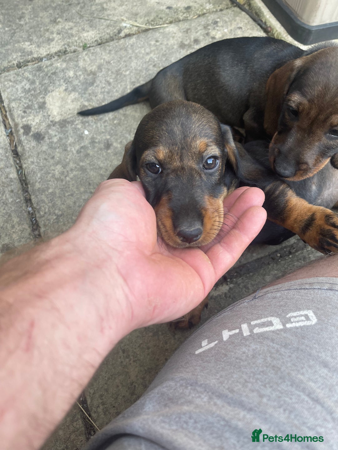 Dachshund dogs for sale: KC standard wire haired dachshund puppies (teckel) in Tiverton - Image 12
