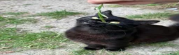 Mixed Breed cats for sale: 3 adorable kittens for purrfect homes in High Wycombe - Advert 5