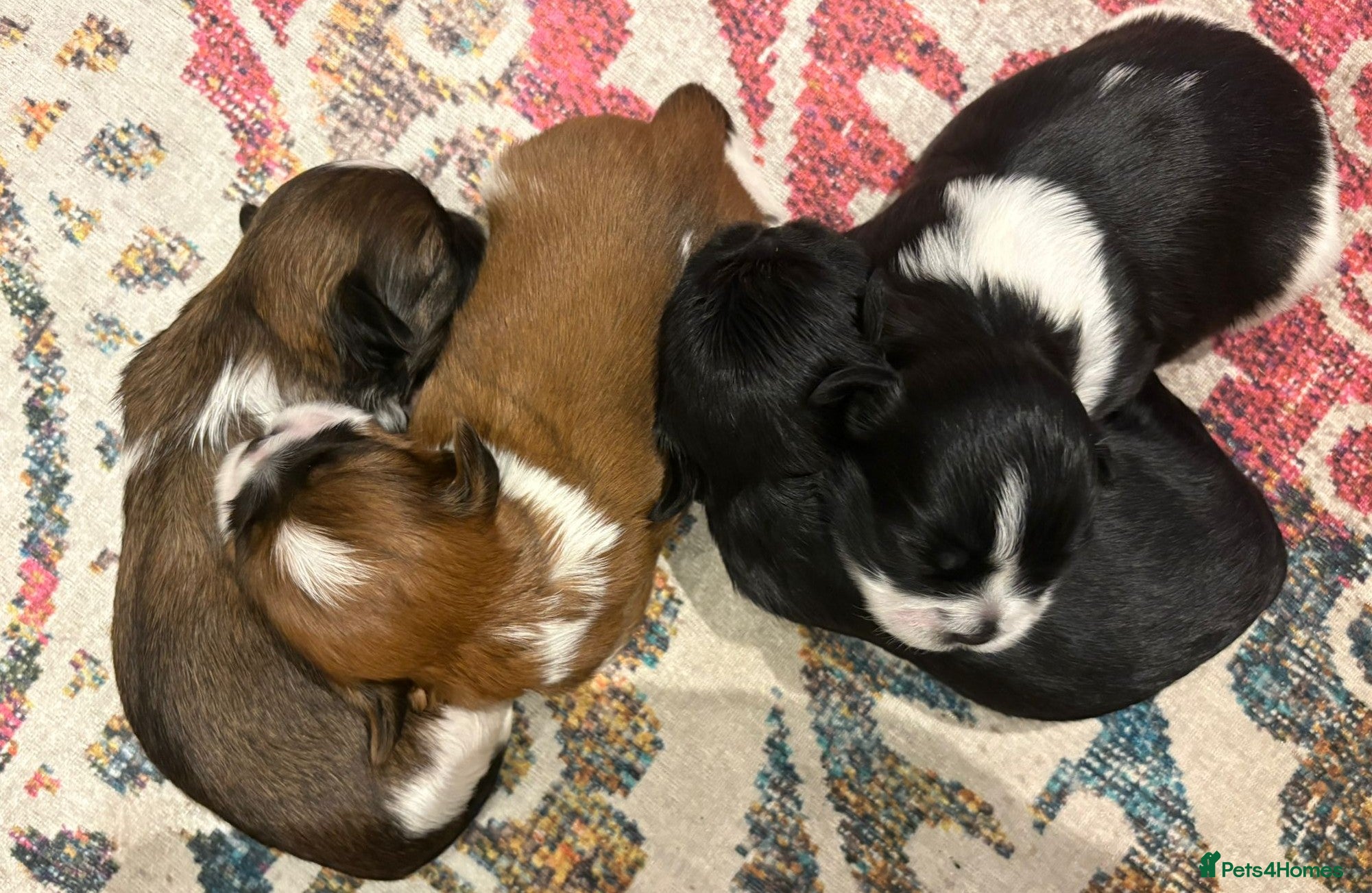 Shih Tzu dogs for sale: Shih Tzu Puppies From Small Imperial-Type Mum - Advert 23