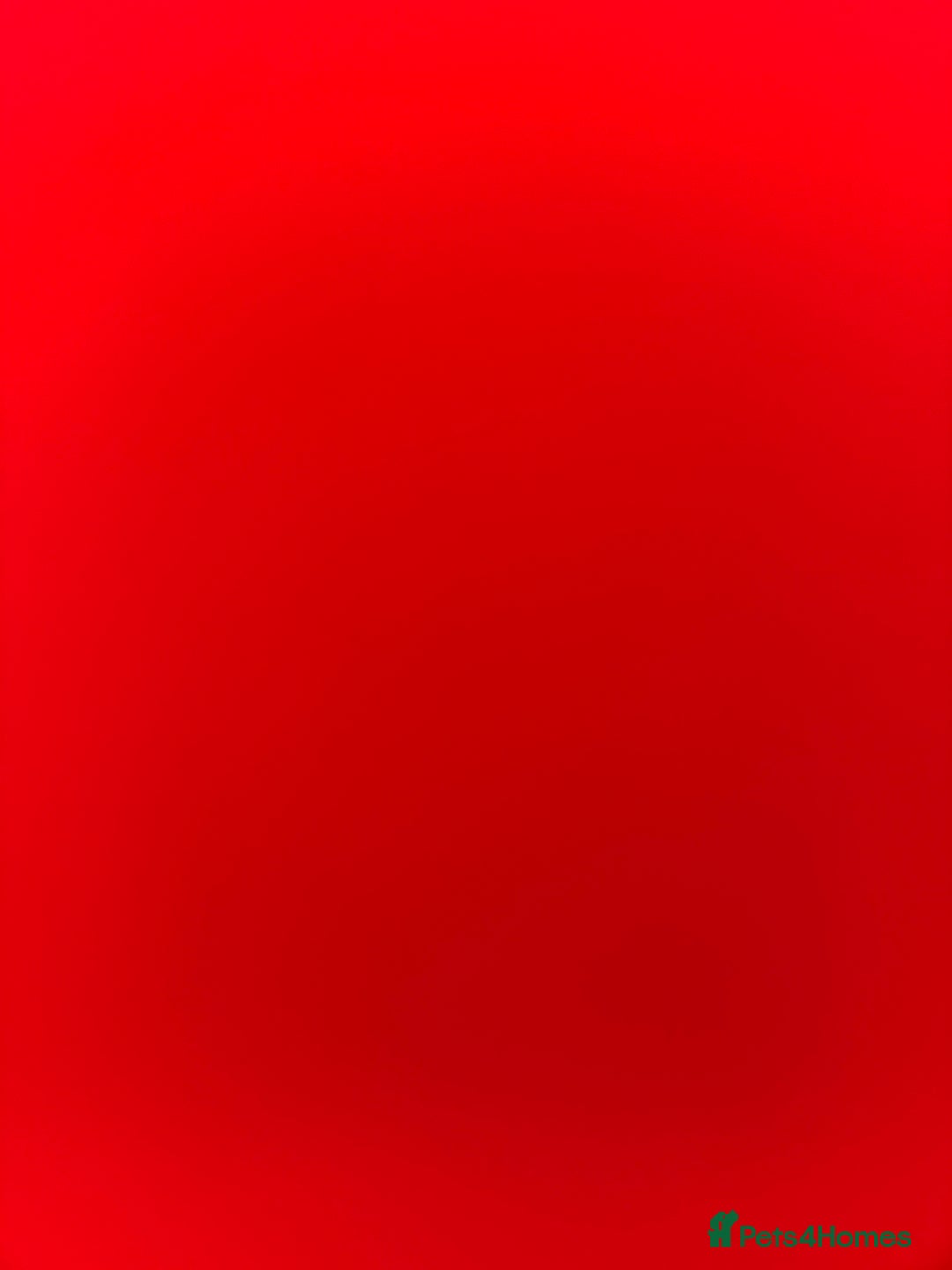 Domestic Shorthair cats for sale: Ginger kitten  - Image 4