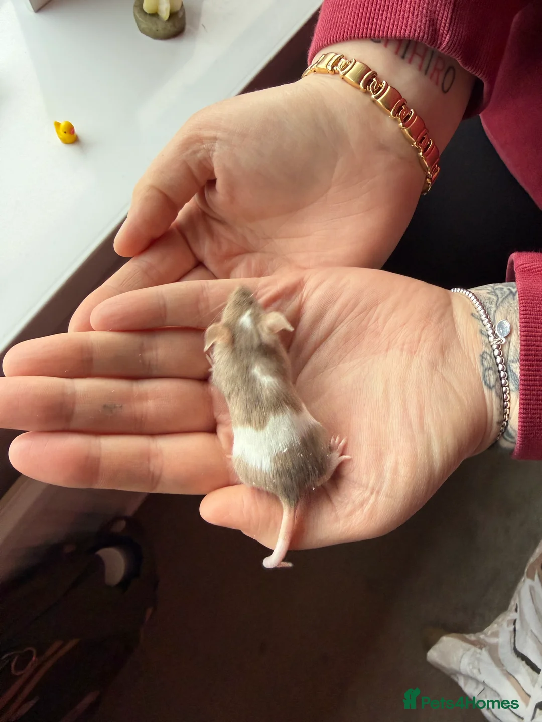 Mouse rodents for sale: Tri colour mice looking for new homes - Advert 1