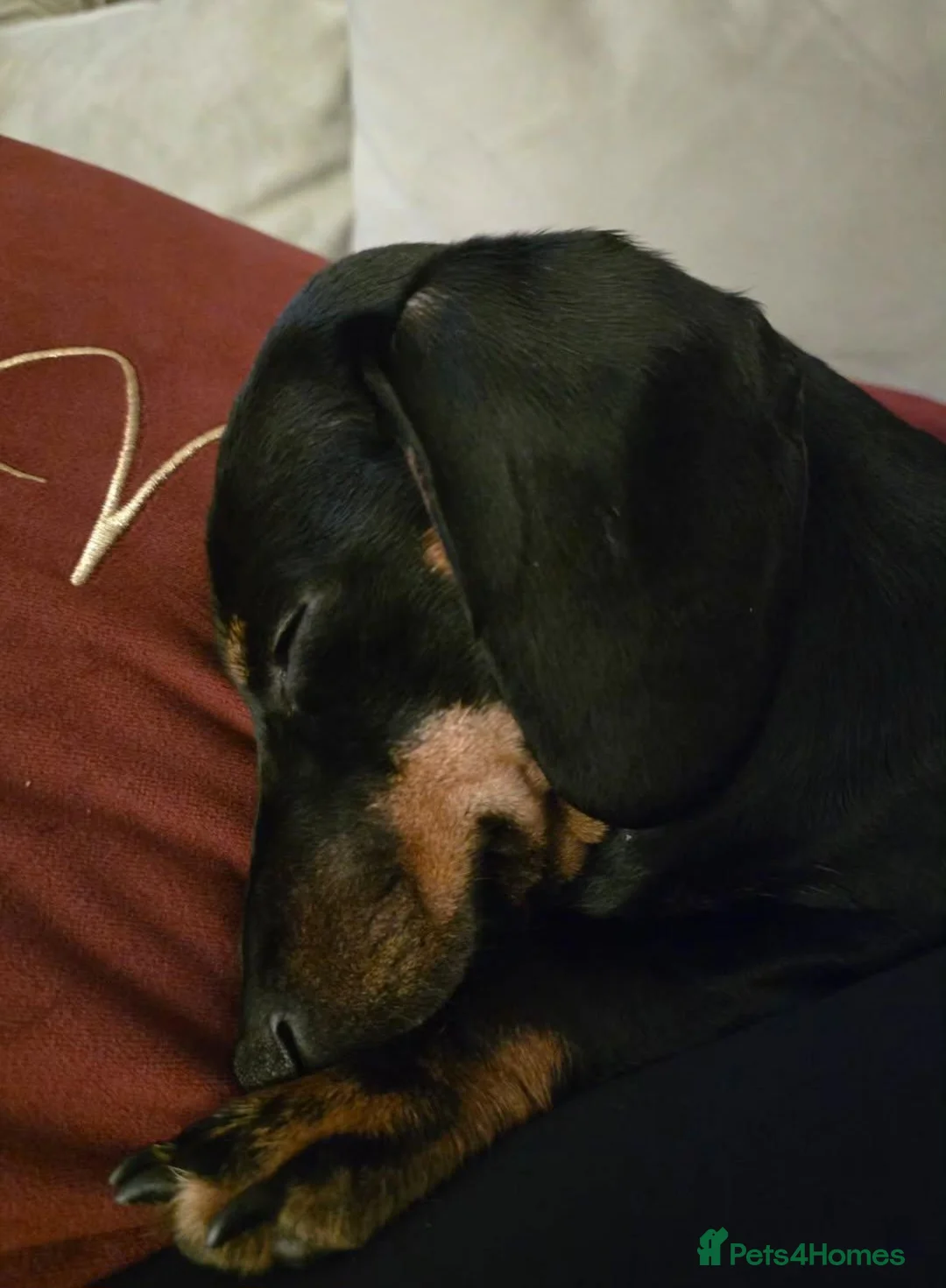 Dachshund dogs for sale: Miniature Dachshund  - Advert 2