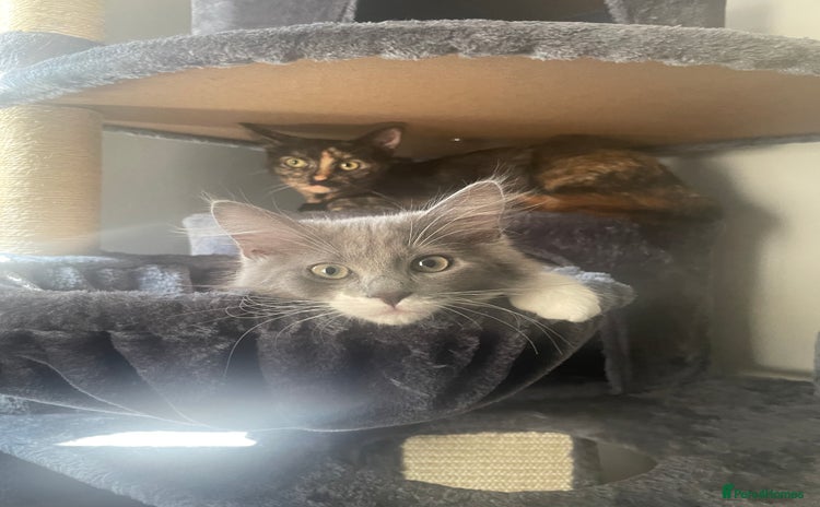 Domestic Shorthair cats - Advert 2