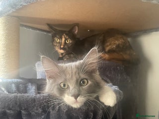 Domestic Shorthair cats - Advert 2