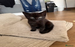Mixed Breed cats for sale: Cat for sale  - Image 8