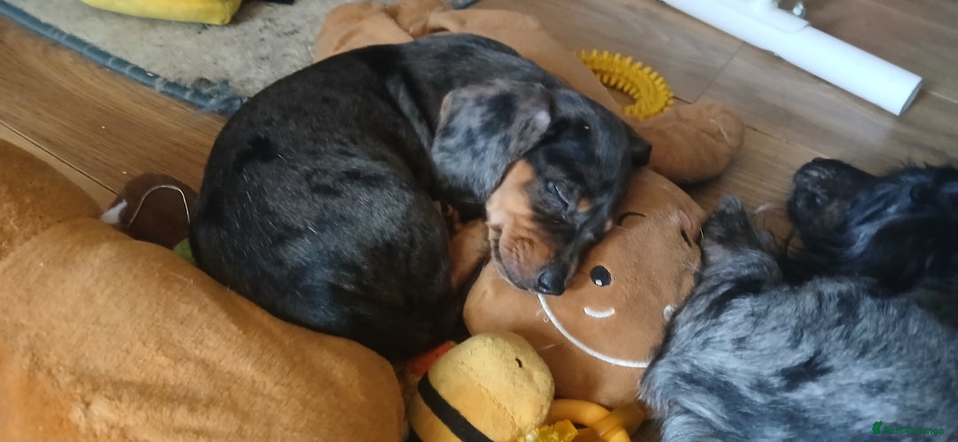 Mixed Breed dogs for sale: 1x Female Puppy Dachshund Left  - Image 10