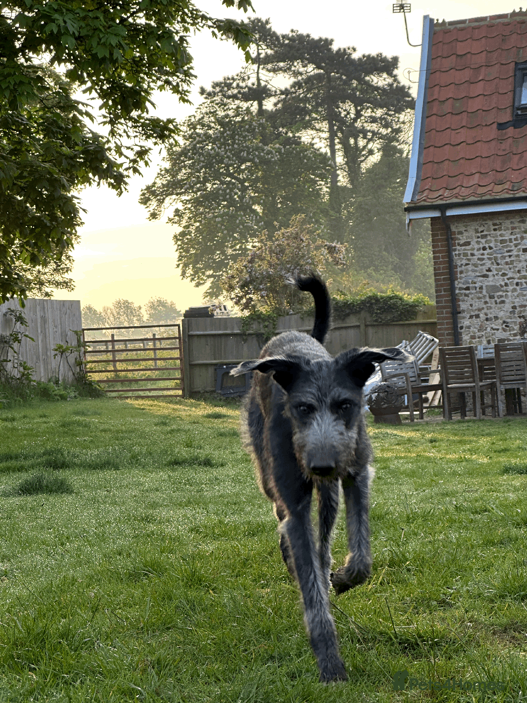 Mixed Breed dogs for sale: Ozzy is looking for his forever home - Image 4