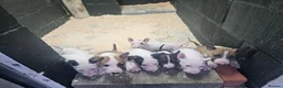 English Bull Terrier dogs for sale: English bullterrier pups for sale - Advert 5
