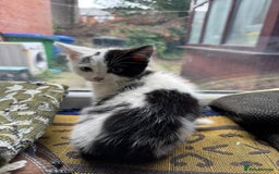Maine Coon cats for sale: Maine coon x British shorthair  - Image 2
