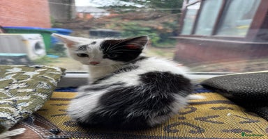 Maine Coon cats - Advert 4