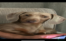 Miniature Dachshund dogs for stud: Isabella Tan Mini Dachshund  - Image 2