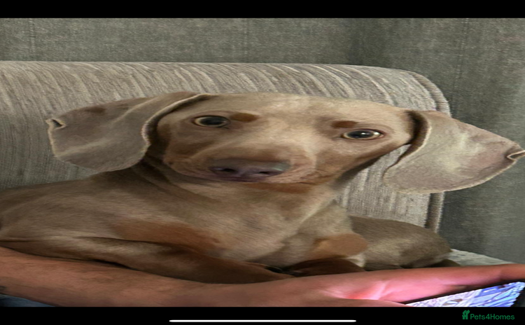 Miniature Dachshund dogs - Advert 17