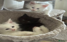 Maine Coon cats for sale: 2 Mainecoon pedigree kitten - Image 21