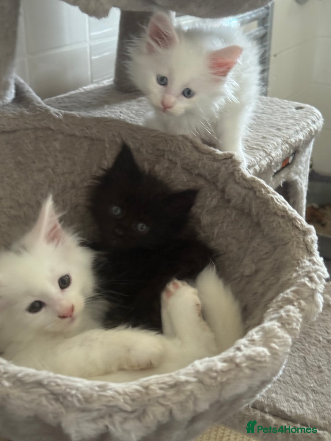 Maine Coon cats for sale: 2 Mainecoon pedigree kitten - Image 21