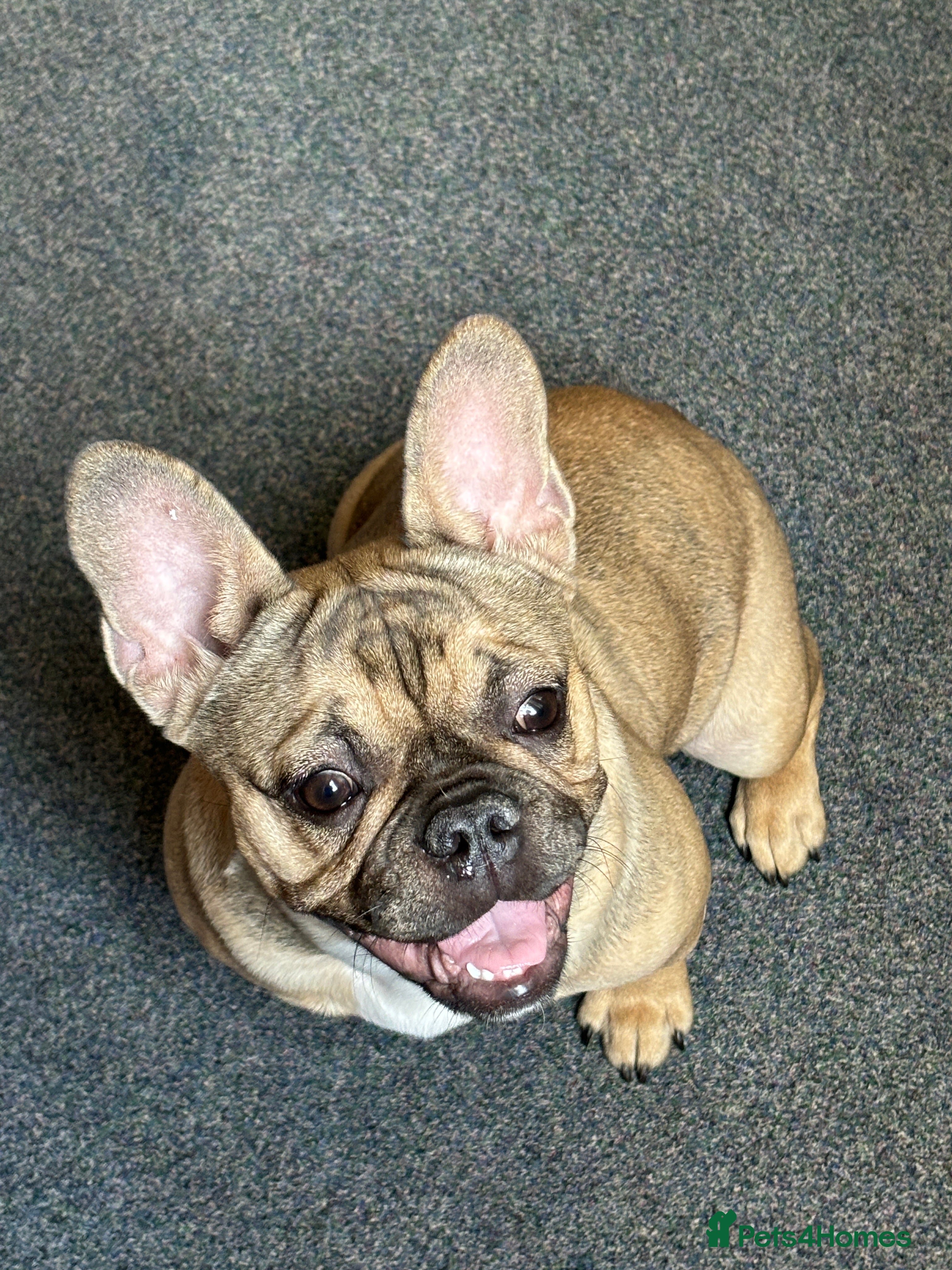 French Bulldog dogs French bulldog  - Advert 17