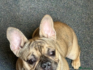 French Bulldog dogs French bulldog - Advert 2