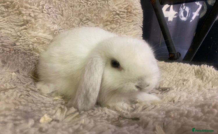 Mini Lop rabbits - Advert 13