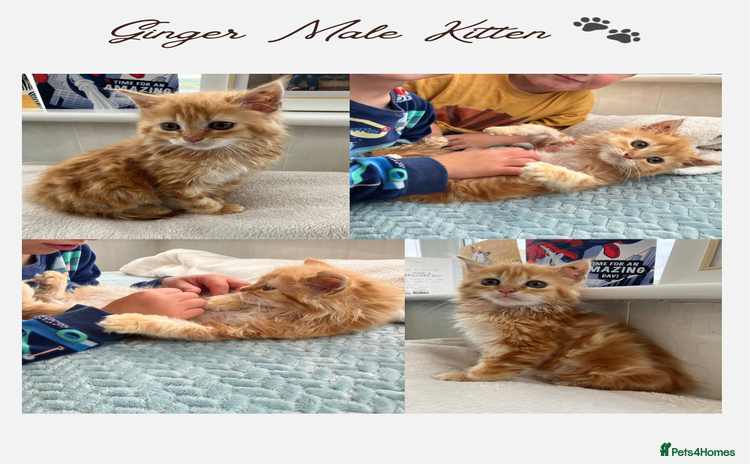 British Longhair cats - Advert 6