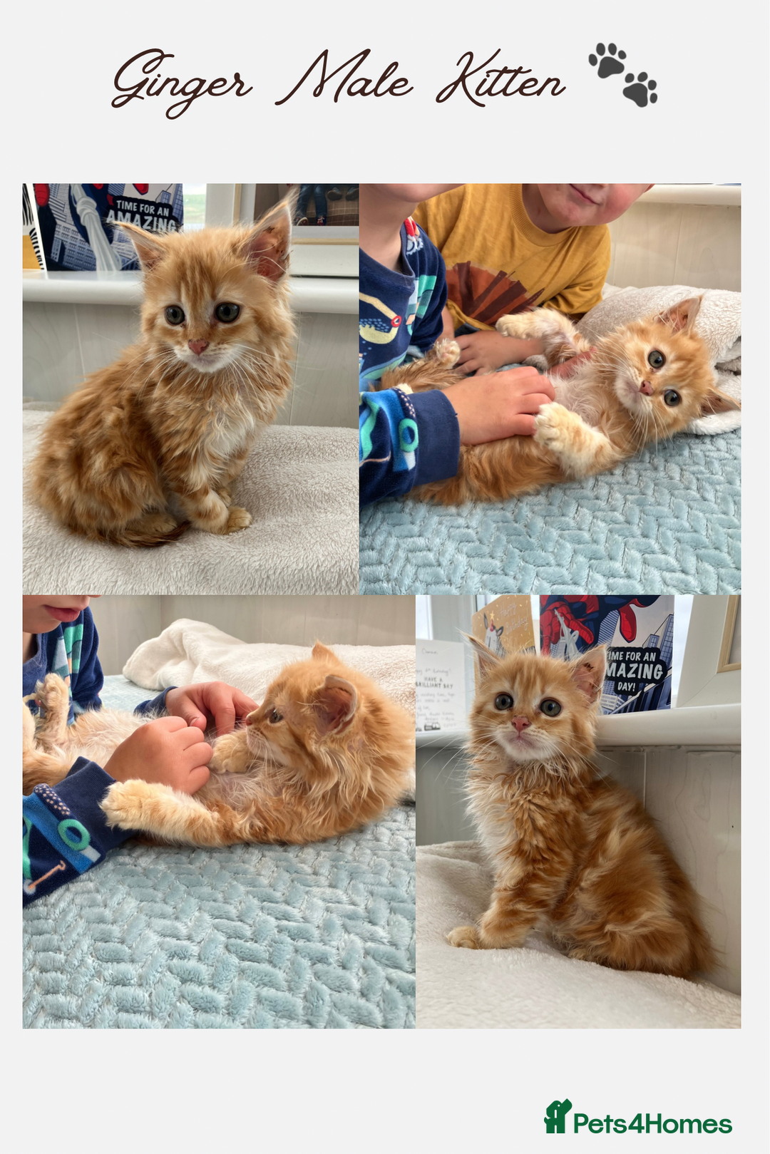 British Longhair cats for sale: One Ginger Kitten 🐾 - Image 1