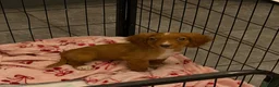 Cocker Spaniel dogs for sale: Working male cocker spaniel puppy - Advert 1