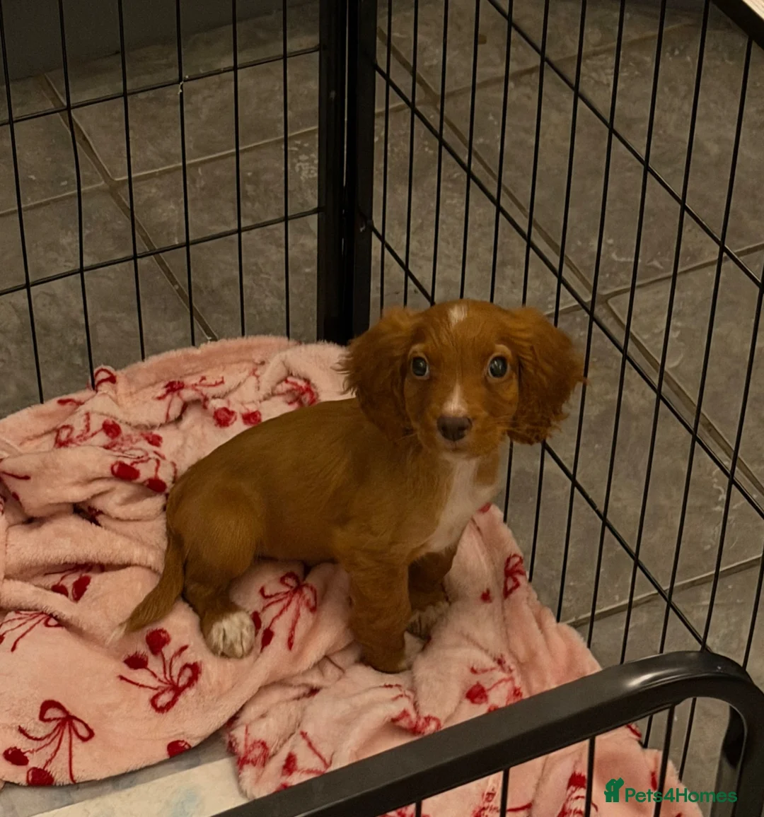 Cocker Spaniel dogs for sale: Working male cocker spaniel puppy - Advert 1