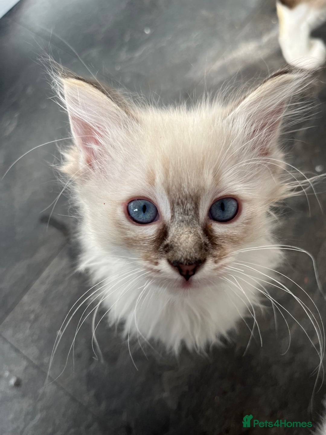 Ragdoll cats for sale: Ragdoll Kittens - Image 4
