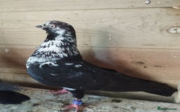 Pigeons birds for sale: Portuguese tumblers  - Image 9