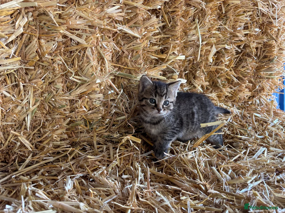 Mixed Breed cats for sale: Gorgeous little litter of friendly kittens - Advert 11